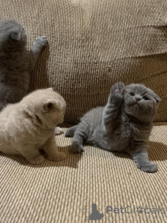 Photo №1. scottish fold - for sale in the city of Destin | 300$ | Announcement № 140156