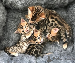 Photo №1. bengal cat - for sale in the city of Афины | negotiated | Announcement № 133774
