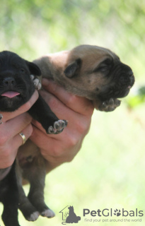 Photo №1. cane corso - for sale in the city of Vršac | negotiated | Announcement № 64321