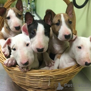 Photo №1. bull terrier - for sale in the city of Vienna | negotiated | Announcement № 124803