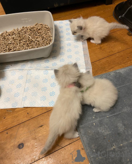 Photo №1. ragdoll - for sale in the city of Villach | 413$ | Announcement № 172349
