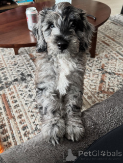 Photo №1. labradoodle - for sale in the city of Dalby | negotiated | Announcement № 156420