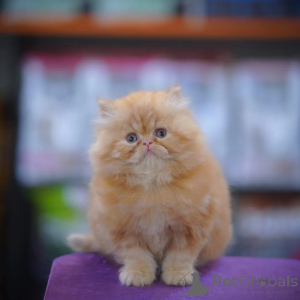 Photo №1. persian cat - for sale in the city of Hamburg | negotiated | Announcement № 166212