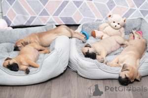 Photo №4. I will sell bullmastiff in the city of Gaver.  - price - 516$