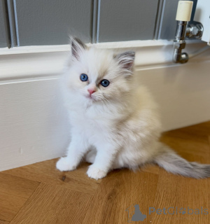 Photo №1. ragdoll - for sale in the city of Eindhoven | negotiated | Announcement № 176583