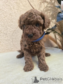 Additional photos: TOY Red Poodles - Puppies for sale