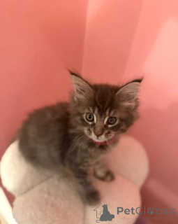Photo №2 to announcement № 160423 for the sale of maine coon - buy in Germany breeder