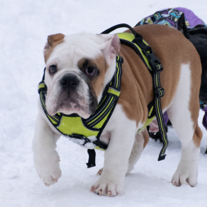 Photo №1. english bulldog - for sale in the city of Samara | Negotiated | Announcement № 4821