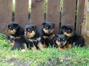 Photo №2 to announcement № 168432 for the sale of rottweiler - buy in Sweden private announcement, breeder