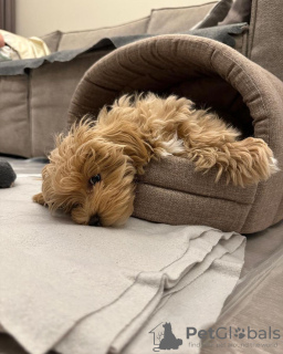 Additional photos: Beautiful maltipoo puppies.