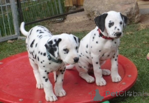 Photo №1. dalmatian dog - for sale in the city of Vienna | negotiated | Announcement № 174992