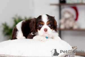 Photo №3. Meet Oliver a true little prince with a heart as golden as his coat. Ready to. Germany