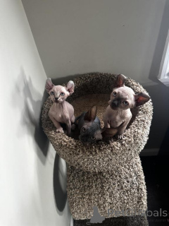 Photo №1. sphynx cat - for sale in the city of Quedlinburg | 329$ | Announcement № 148547