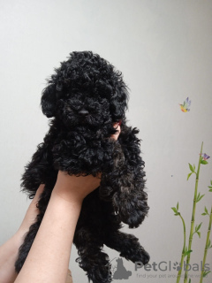 Photo №2 to announcement № 38567 for the sale of poodle (dwarf) - buy in Russian Federation private announcement