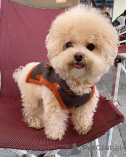 Photo №3. Cute adorable Maltese puppy's for sale contact whatsapp business 447450021323. Germany