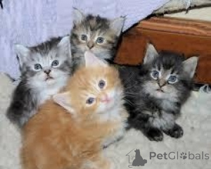 Photo №1. maine coon - for sale in the city of Murcia | negotiated | Announcement № 176373