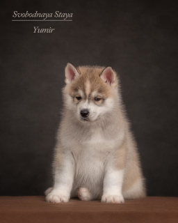 Photo №1. siberian husky - for sale in the city of Kazan | 384$ | Announcement № 5643