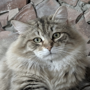 Photo №1. siberian cat - for sale in the city of Sevastopol | negotiated | Announcement № 6305