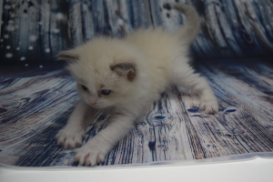 Photo №2 to announcement № 5968 for the sale of ragdoll - buy in Russian Federation from nursery