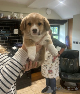 Photo №1. welsh corgi - for sale in the city of Berlin | negotiated | Announcement № 155801