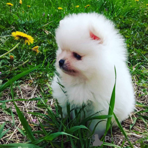 Additional photos: Pomeranian, pedigree puppy and SUMMER SUPER DISCOUNT!