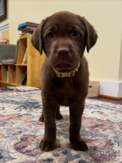 Photo №2 to announcement № 163764 for the sale of labrador retriever - buy in Netherlands private announcement, breeder