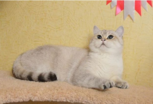 Photo №2 to announcement № 2538 for the sale of british shorthair - buy in Russian Federation from nursery
