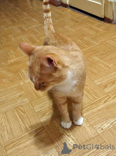 Photo №4. I will sell  in the city of St. Petersburg. private announcement - price - Is free