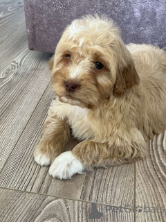 Photo №3. Goldendoodles and Labradoodles. Serbia