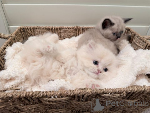 Photo №4. I will sell munchkin in the city of Kaiserslautern. breeder - price - 423$