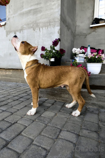 Photo №3. American Staffordshire Terrier. Russian Federation