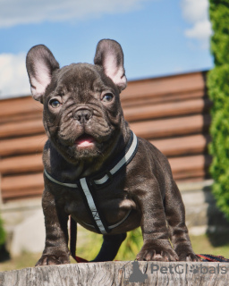 Additional photos: French bulldog puppies