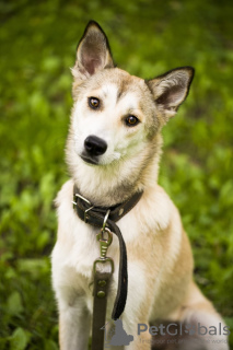 Photo №1. west siberian laika - for sale in the city of Москва | Is free | Announcement № 8084