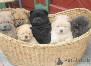 Photo №1. chow chow - for sale in the city of Berlin | 329$ | Announcement № 147578