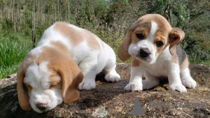 Photo №1. beagle - for sale in the city of Bremen | 380$ | Announcement № 119260