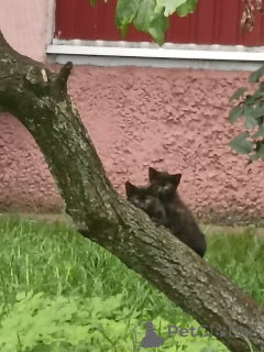 Photo №1.  - for sale in the city of Minsk | Is free | Announcement № 163635