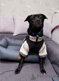 Photo №1. non-pedigree dogs - for sale in the city of Moscow river | Is free | Announcement № 163255