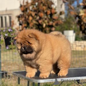 Photo №1. chow chow - for sale in the city of Ardmore | 900$ | Announcement № 157409