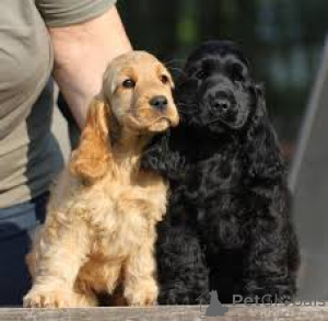 Photo №1. english cocker spaniel - for sale in the city of Luxembourg | 1032$ | Announcement № 161591