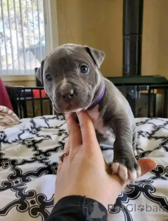 Photo №1. american pit bull terrier - for sale in the city of Augsburg | negotiated | Announcement № 165355