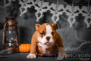 Photo №1. english bulldog - for sale in the city of Odessa | 600$ | Announcement № 124929