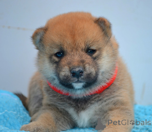 Photo №1. shiba inu - for sale in the city of Kragujevac | negotiated | Announcement № 147046