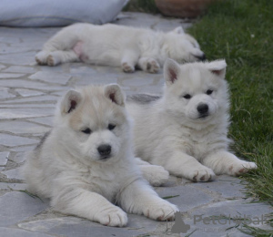 Additional photos: siberian husky puppy for sale