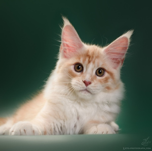Photo №2 to announcement № 4895 for the sale of maine coon - buy in Russian Federation from nursery