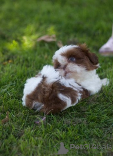 Photo №2 to announcement № 114988 for the sale of shih tzu - buy in United States 