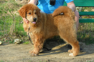 Photo №2 to announcement № 3199 for the sale of tibetan mastiff - buy in Russian Federation breeder