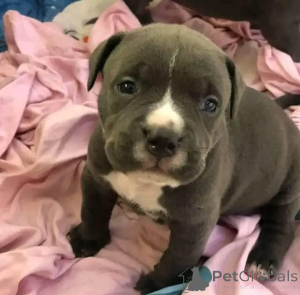 Photo №2 to announcement № 167434 for the sale of non-pedigree dogs - buy in United States 