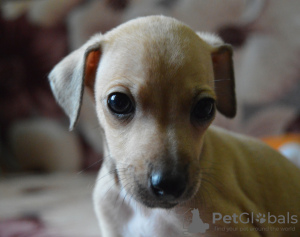 Photo №1. italian greyhound - for sale in the city of Москва | 812$ | Announcement № 9114