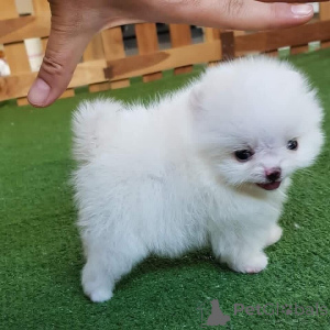 Photo №3. Home Raised Teacup Pomeranian Puppies for sale  Veterinarian examination, Puppy. Spain