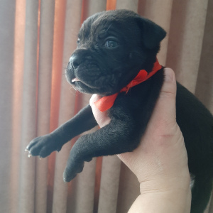 Photo №2 to announcement № 5302 for the sale of cane corso - buy in Russian Federation from nursery, breeder